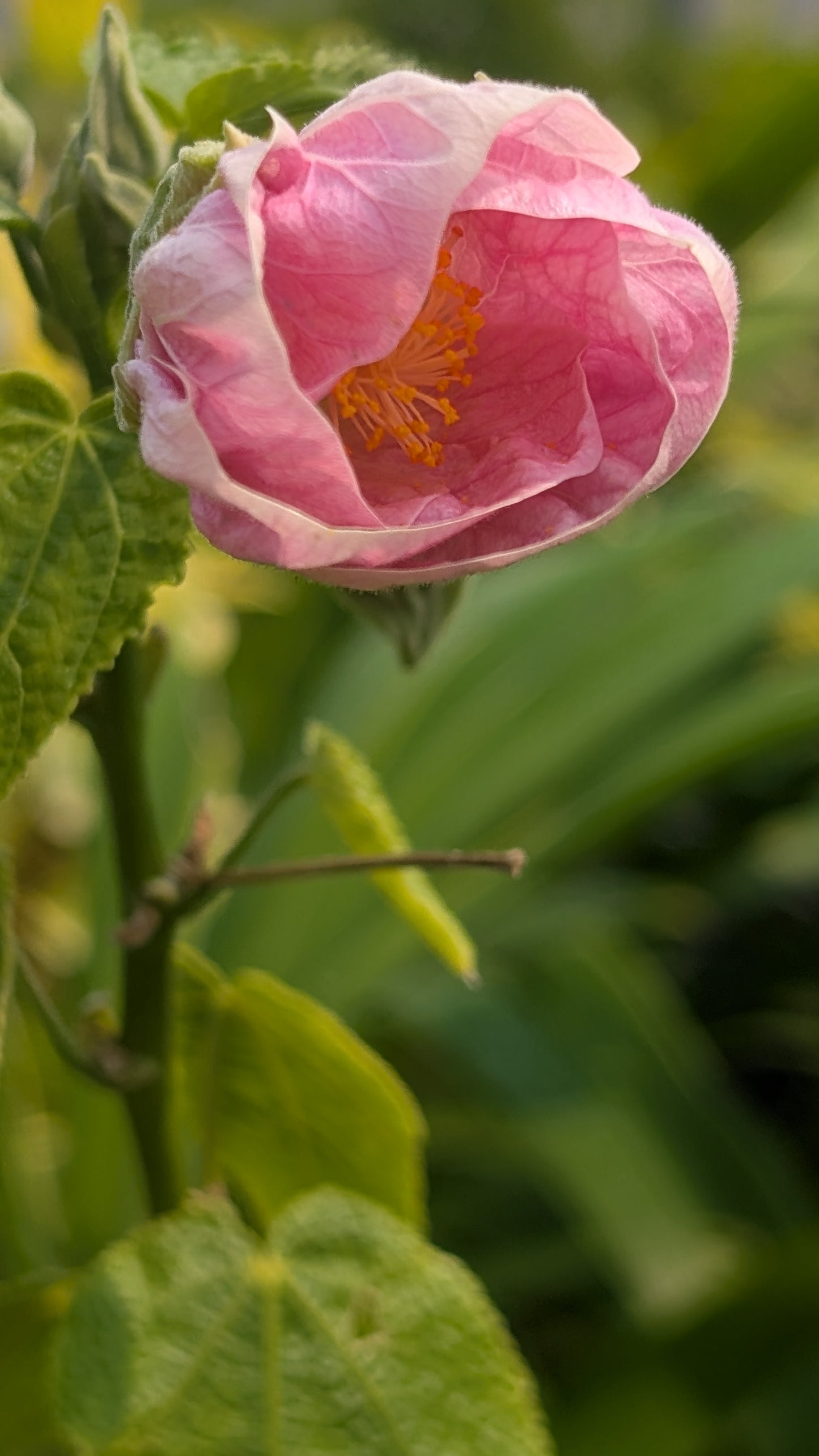 Abutilon hybridum ‘Victorian Lady’