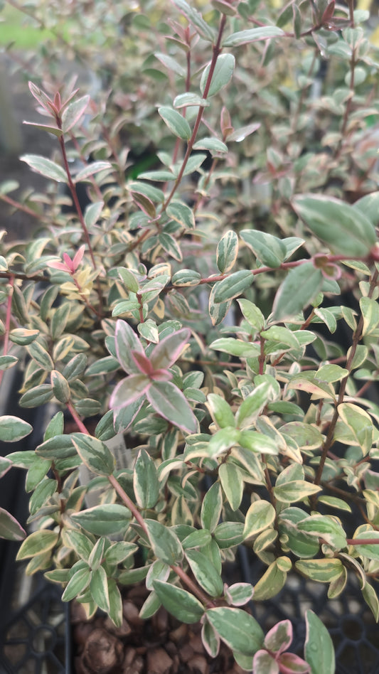 Ugni molinae ‘Flambeau’