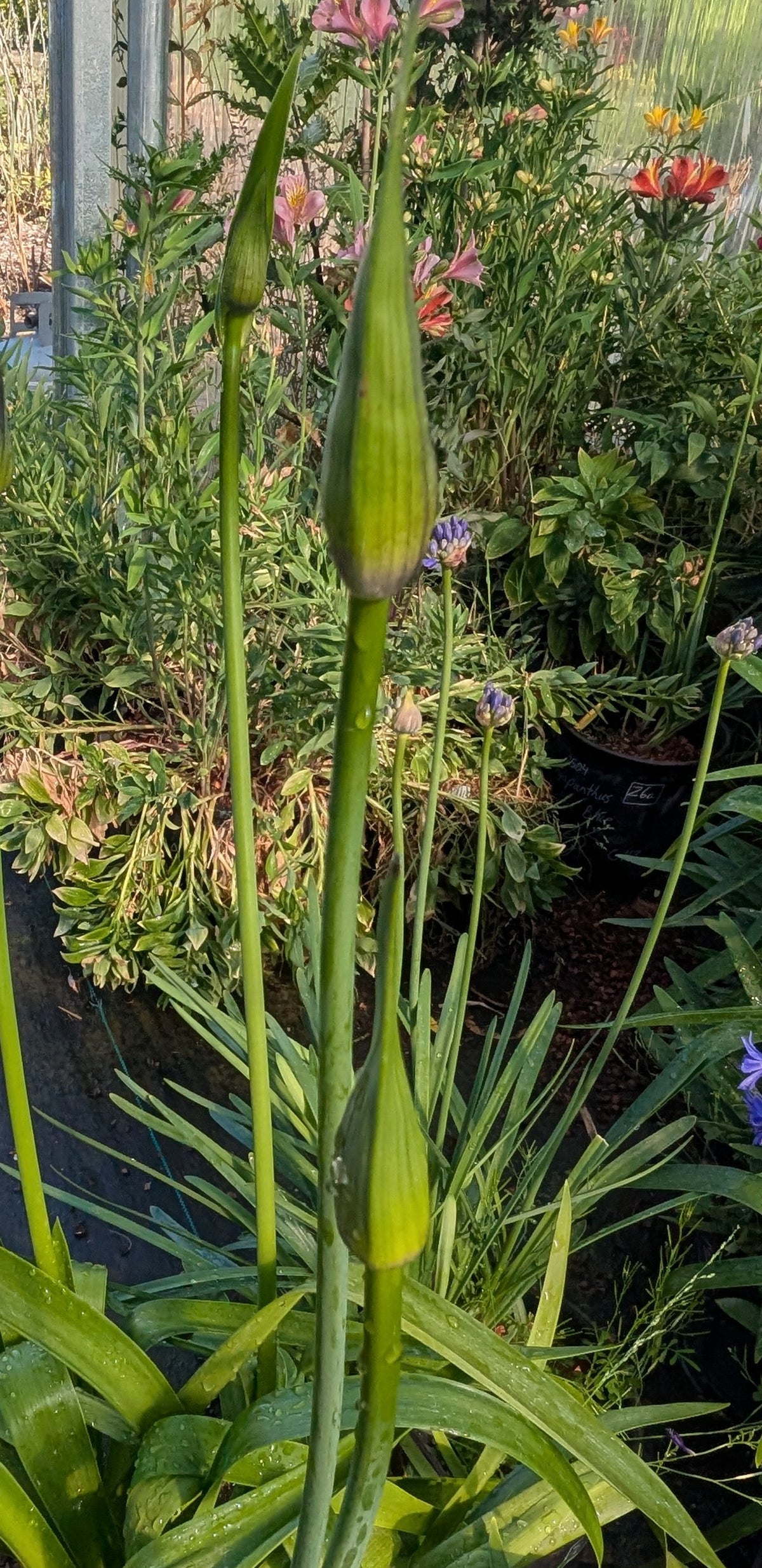 Agapanthus ‘Storm Cloud’