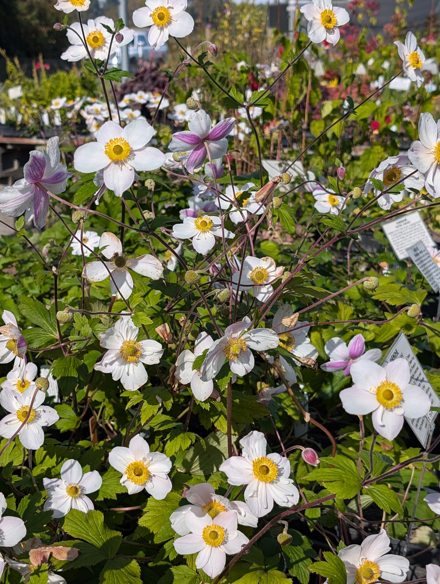 Anemone 'Dainty Swan'