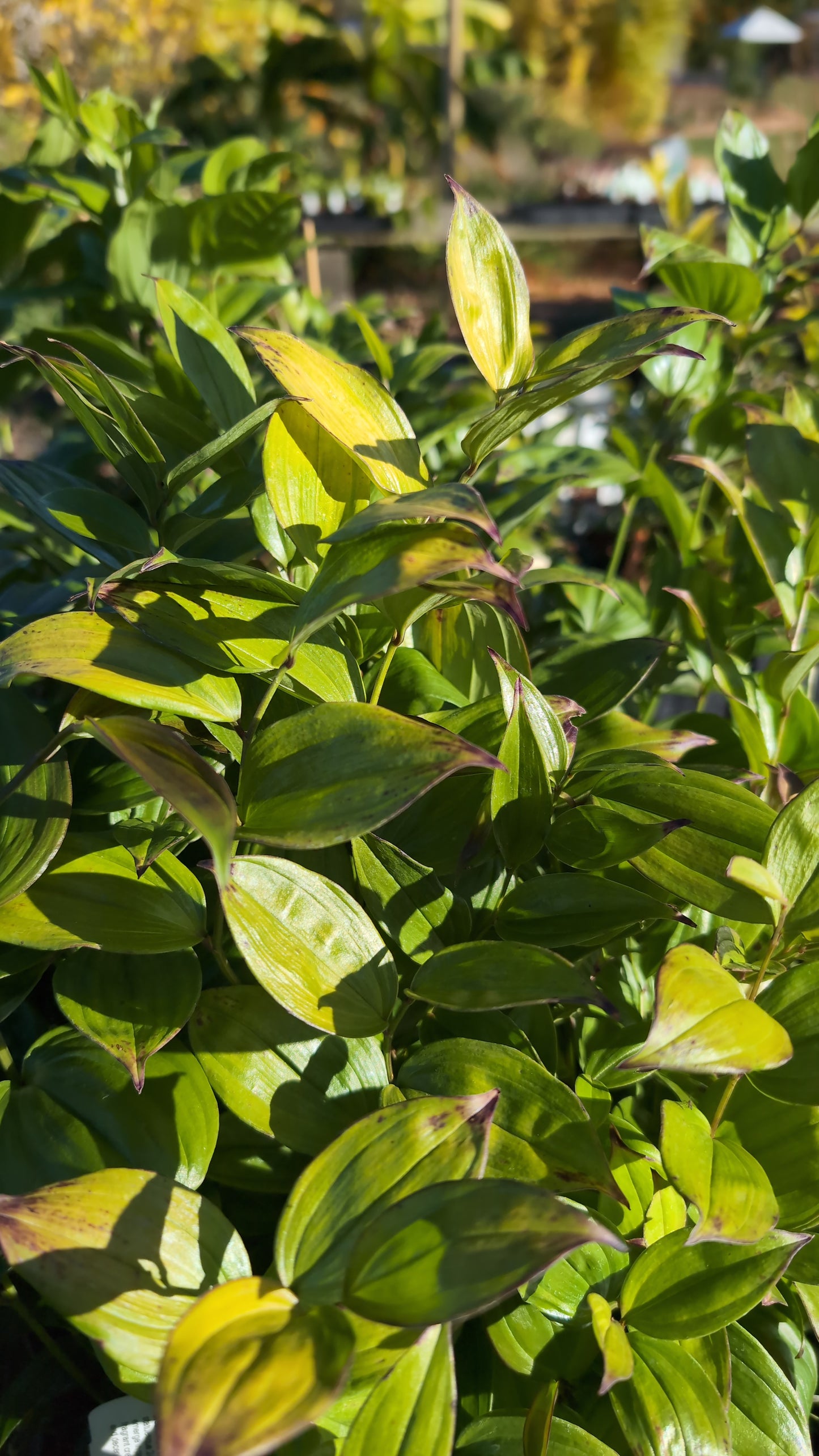 Disporum longistylum ‘Green Giant’