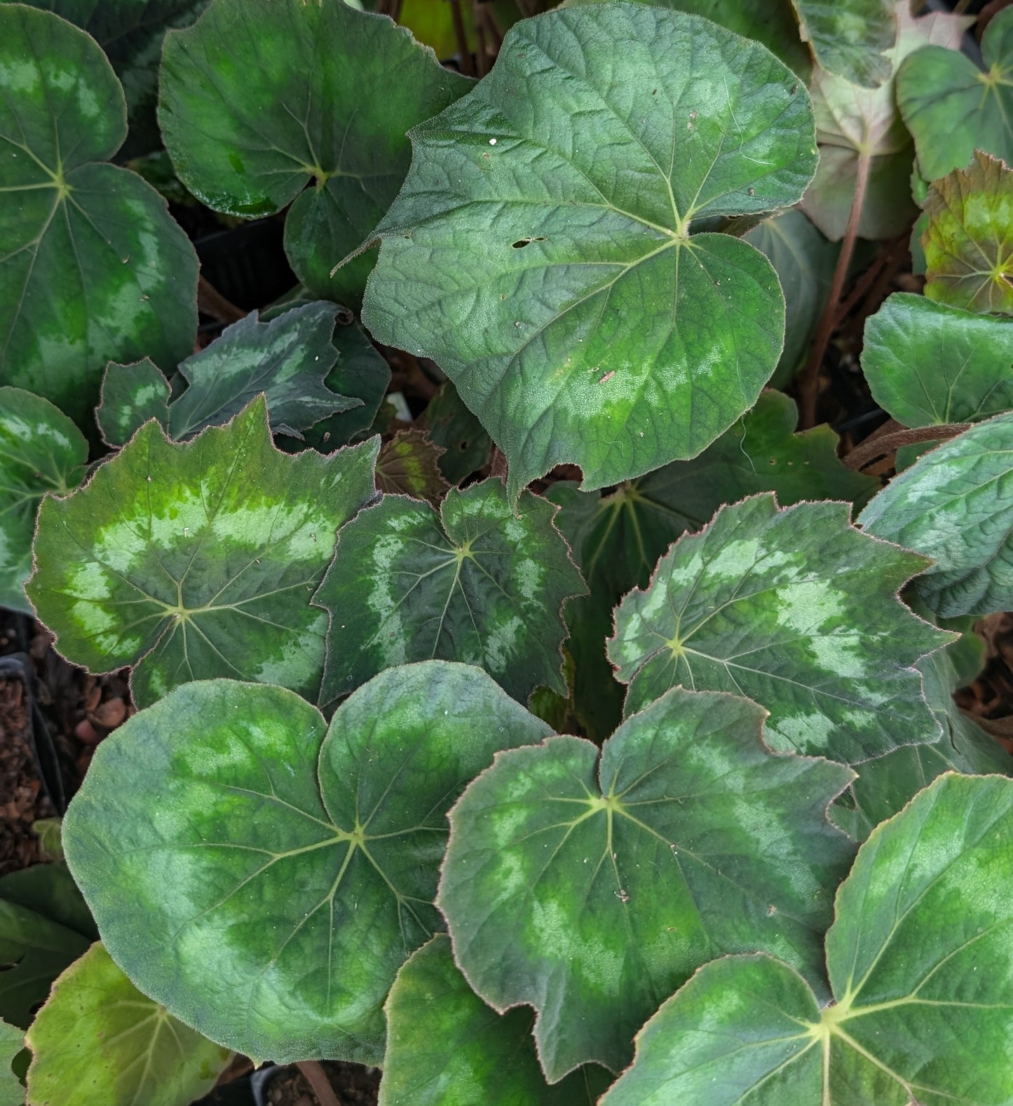 Begonia aff.annulata DJHAP 18066