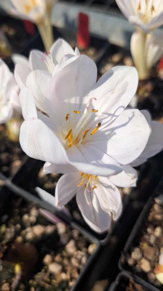 Colchicum byzantinum ‘Innocence’