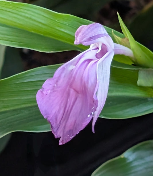 Roscoea purpurea 'Brown Peacock'