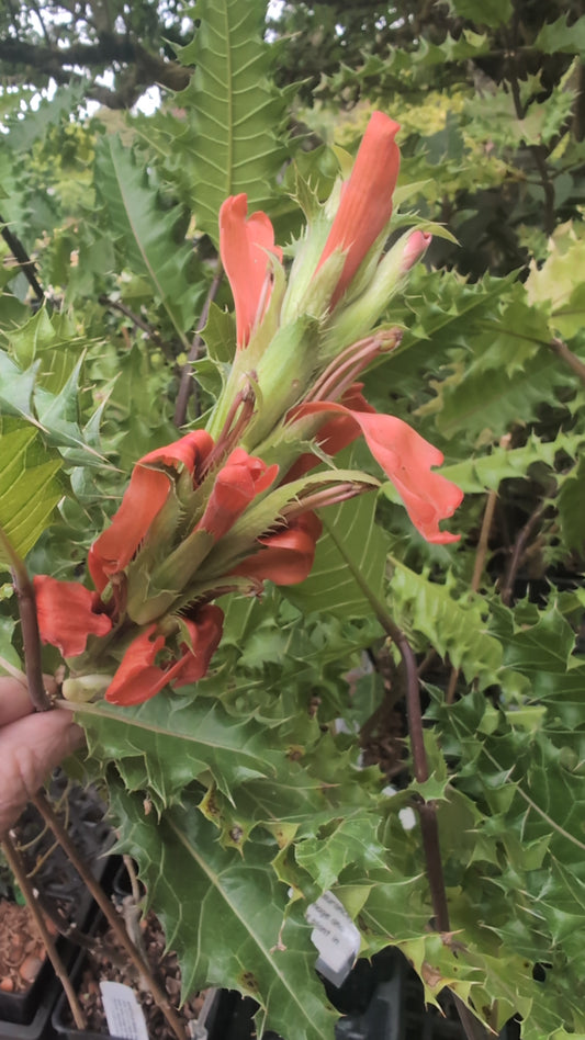 Acanthus sennii