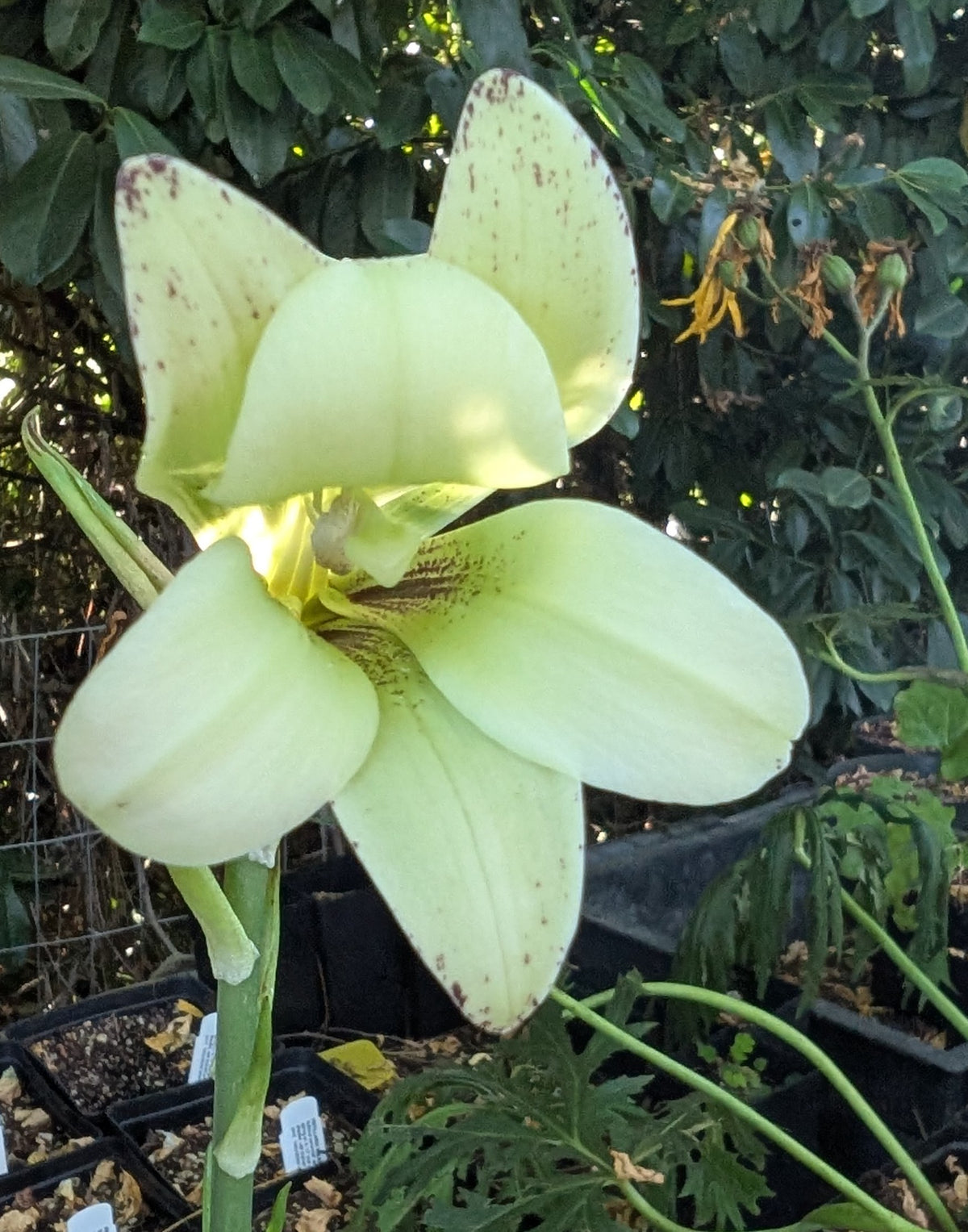 Cardiocrinum cordatum var. Glehnii