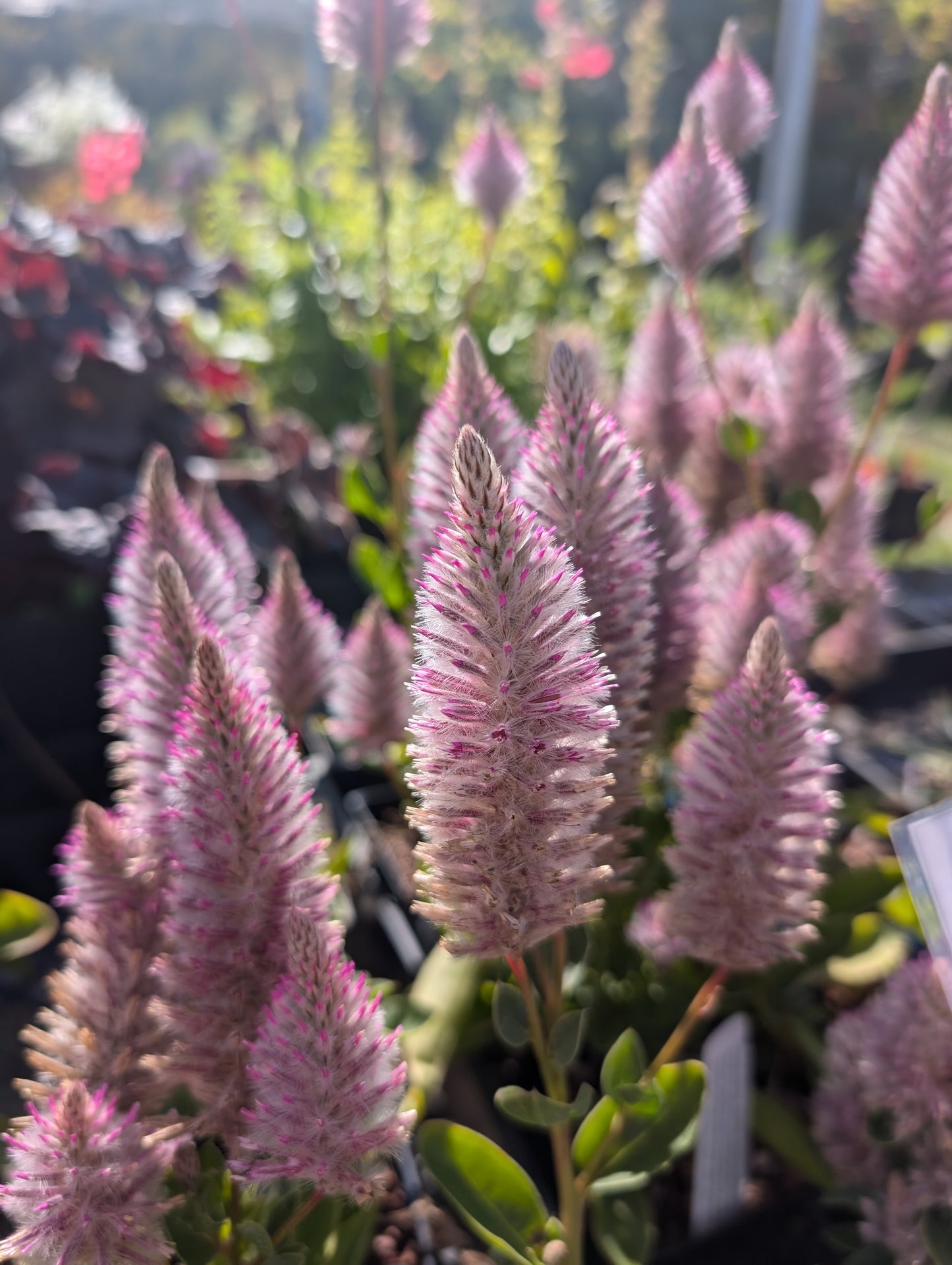 Ptilotus exaltus 'Matilda'