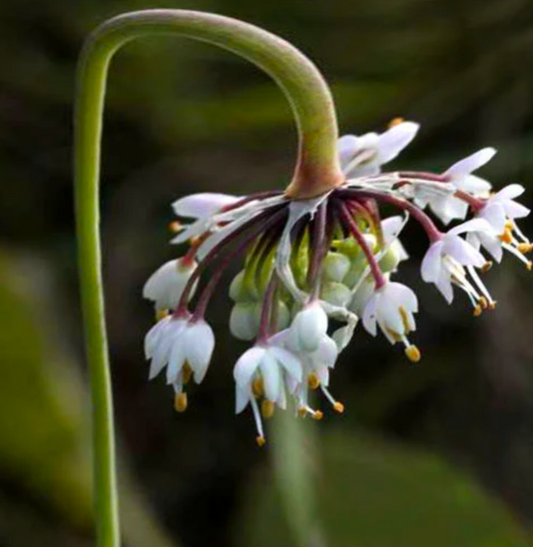 Allium cernuum ‘Alba’