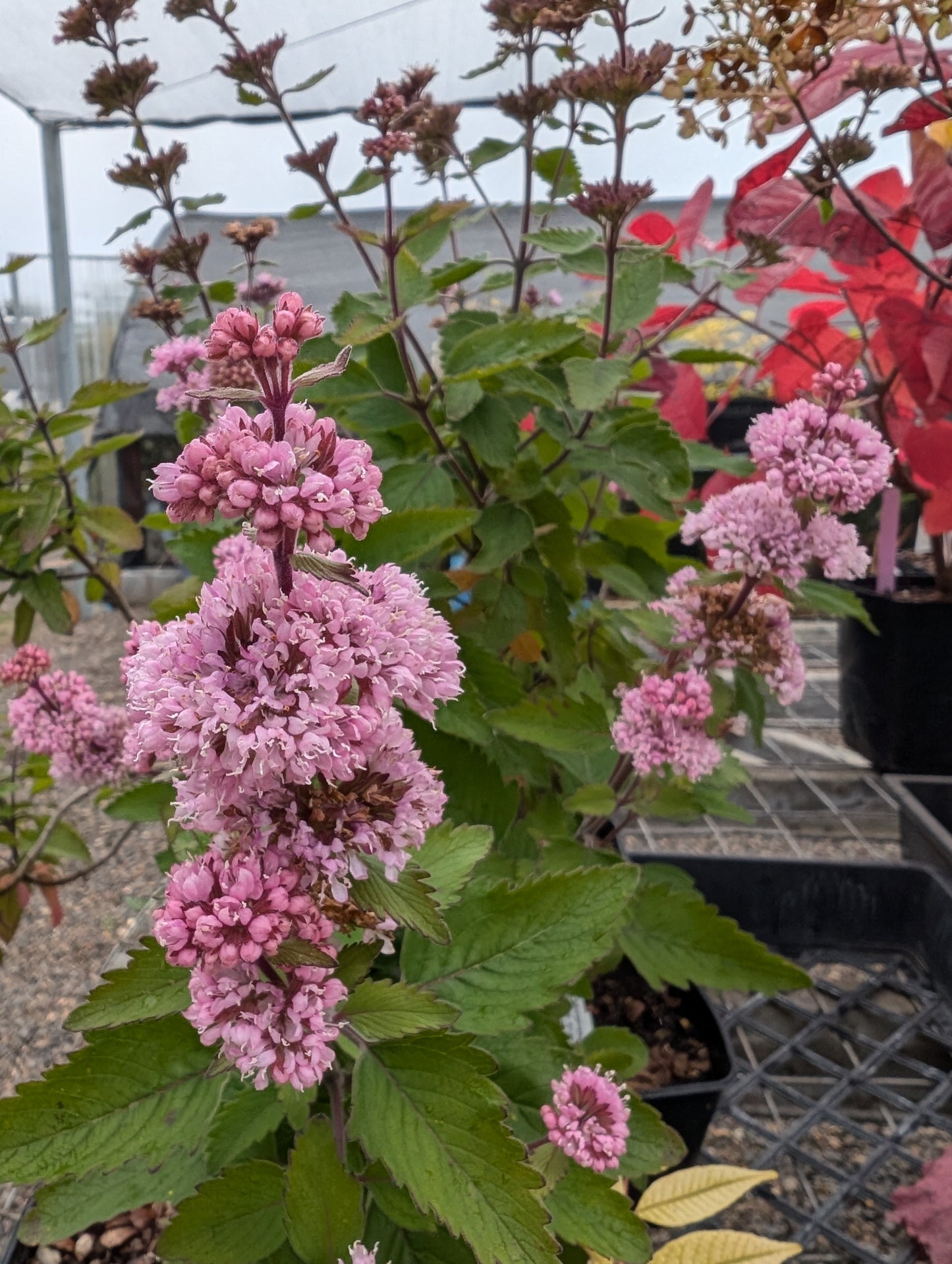 Caryopteris incana ‘Beyond Pink’®