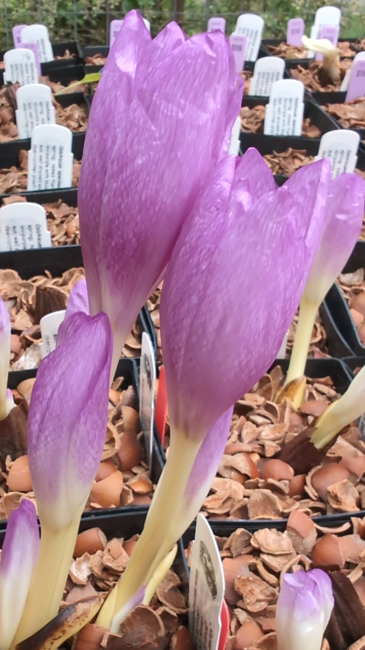 Colchicum ‘Disraeli’