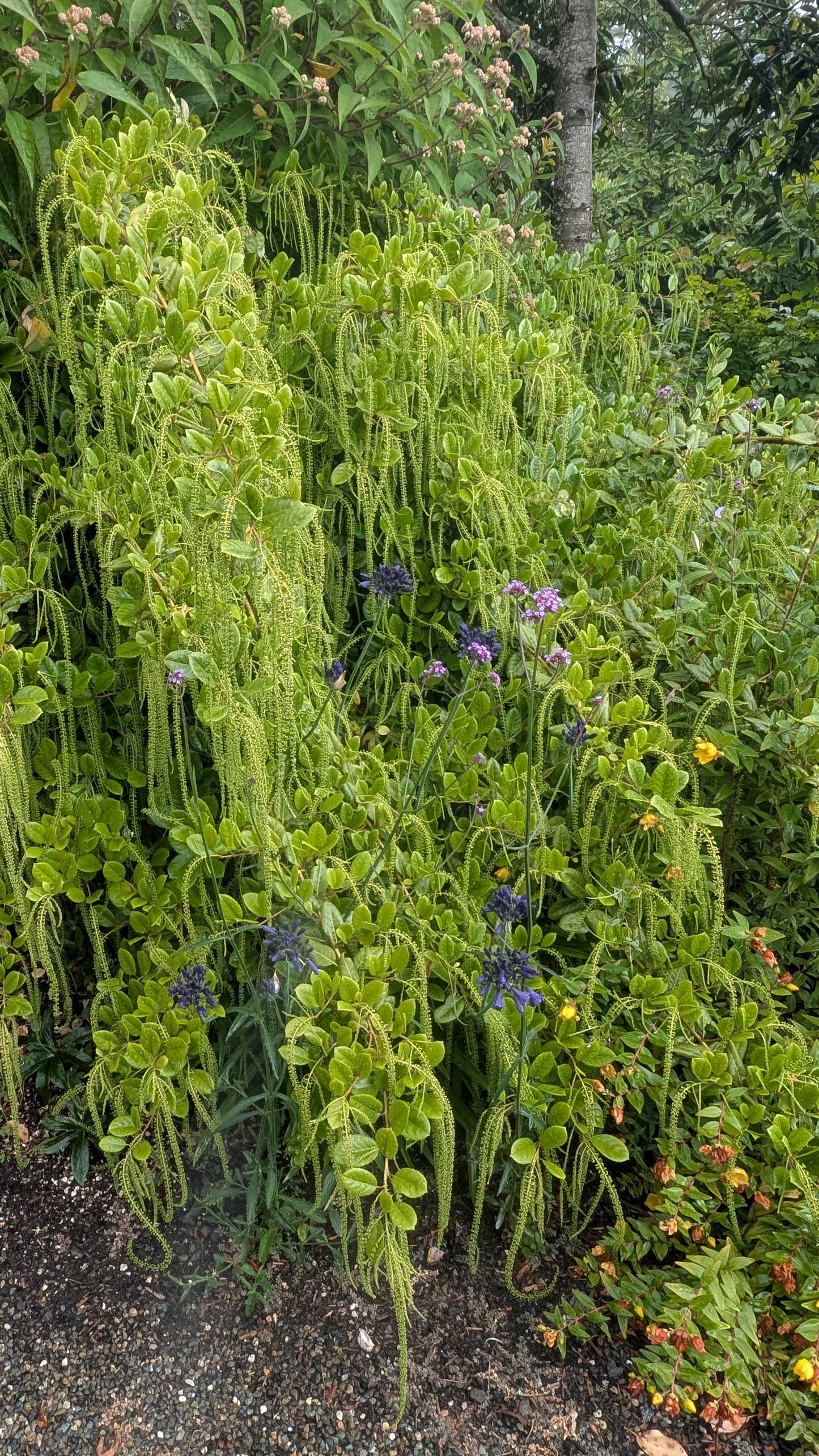 Itea ilicifolia