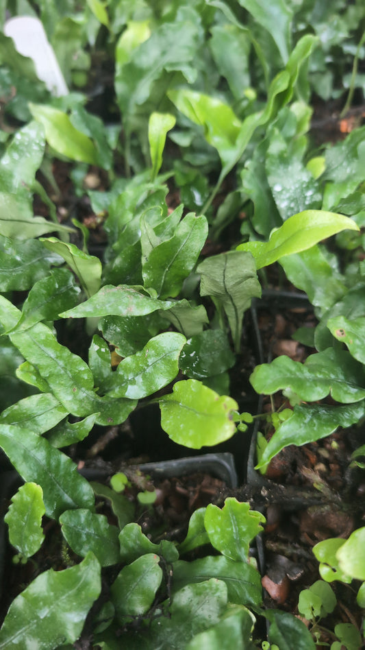 Microsorum brachylepis ‘Datun‘