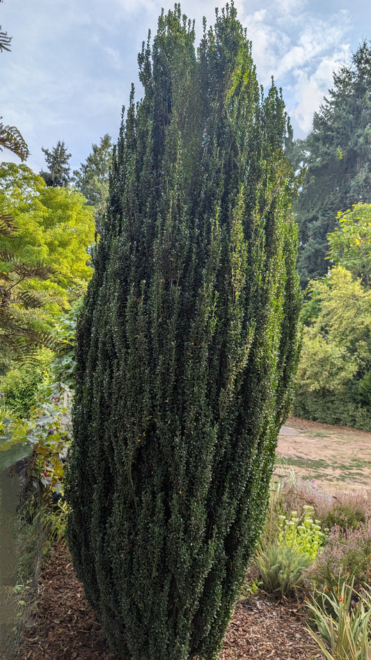 Ilex vomitoria ‘Will Fleming’