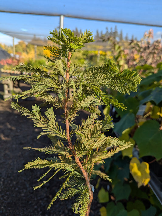 Taxodium distichum ‘Peve Minaret’