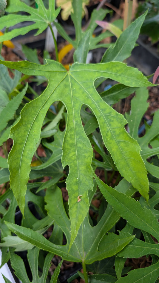 Fatsia polycarpa 'Green Fingers'