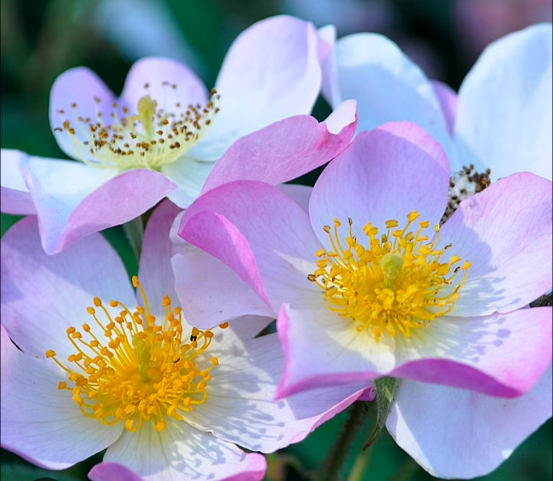 Rosa ‘Lyda’ - avail for spring 2026 orders