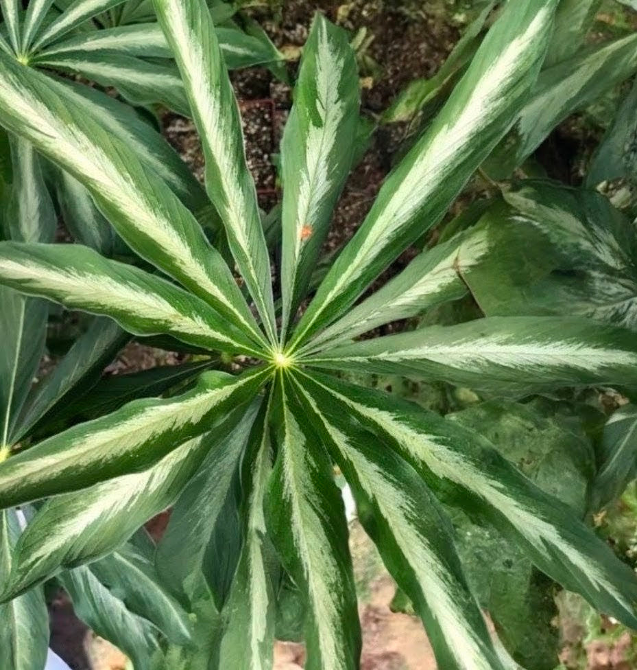 Arisaema consanguineum ‘Silver Leaf’