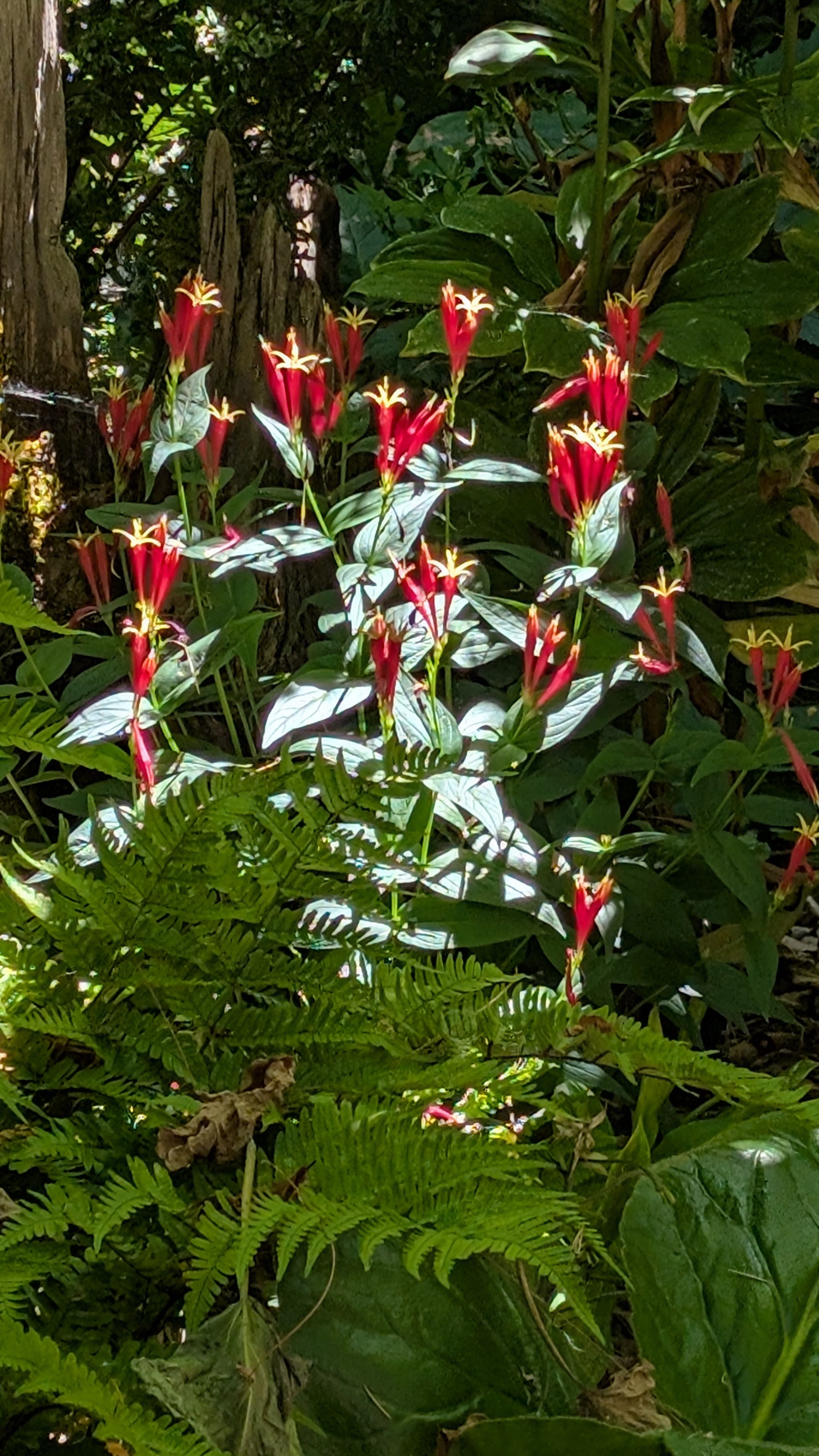 small flower that looks like a lily Spigelia marilandica 'Little Redhead' – Secret Garden Growers
