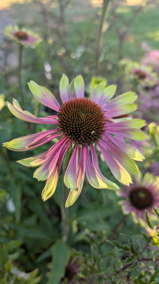Echinacea ‘Green Twister’