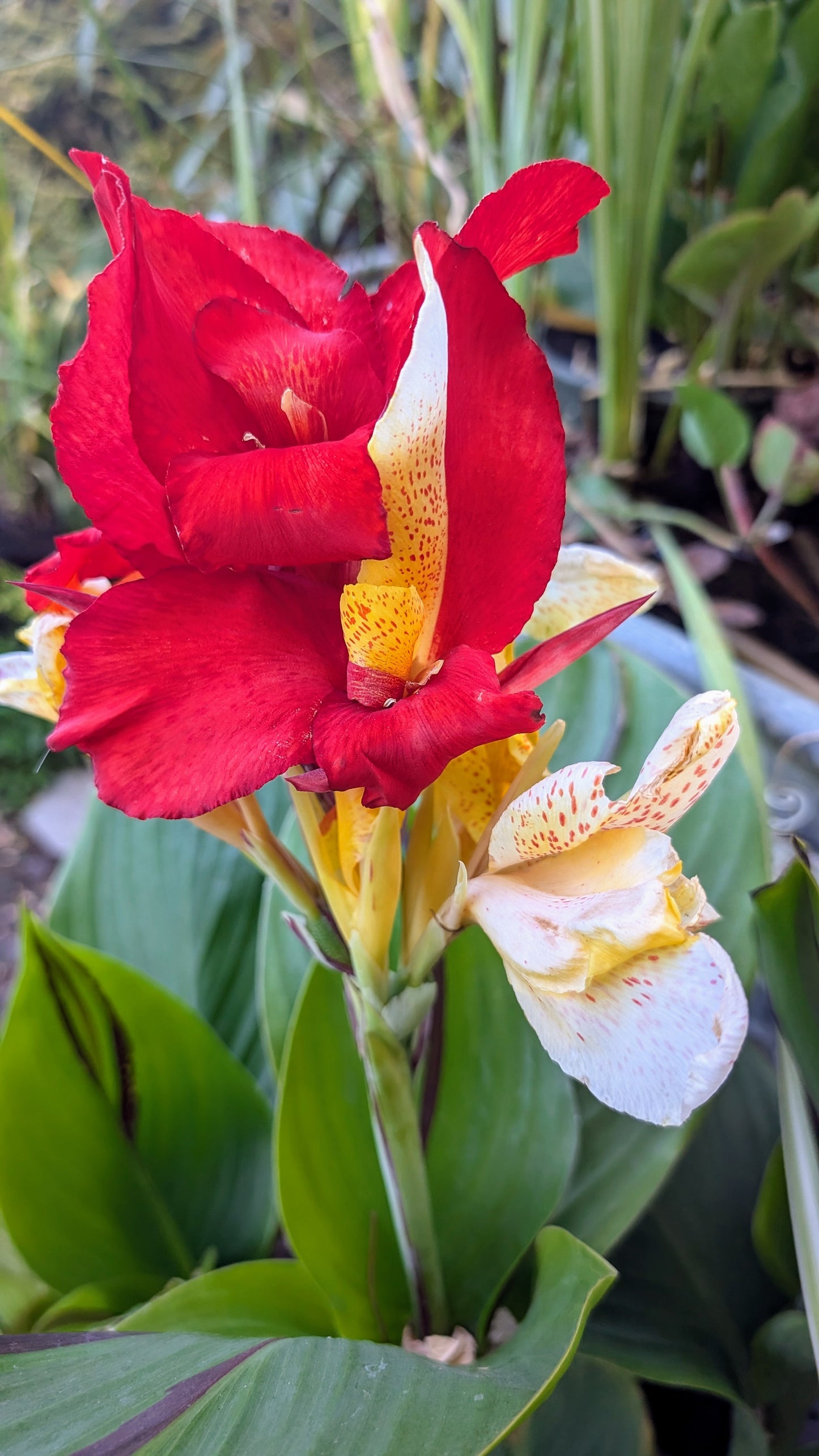 Canna 'Cleopatra'