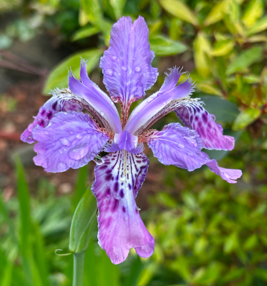 Iris millesii