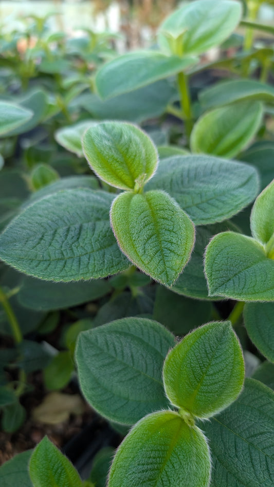 Tibouchina heteromalla