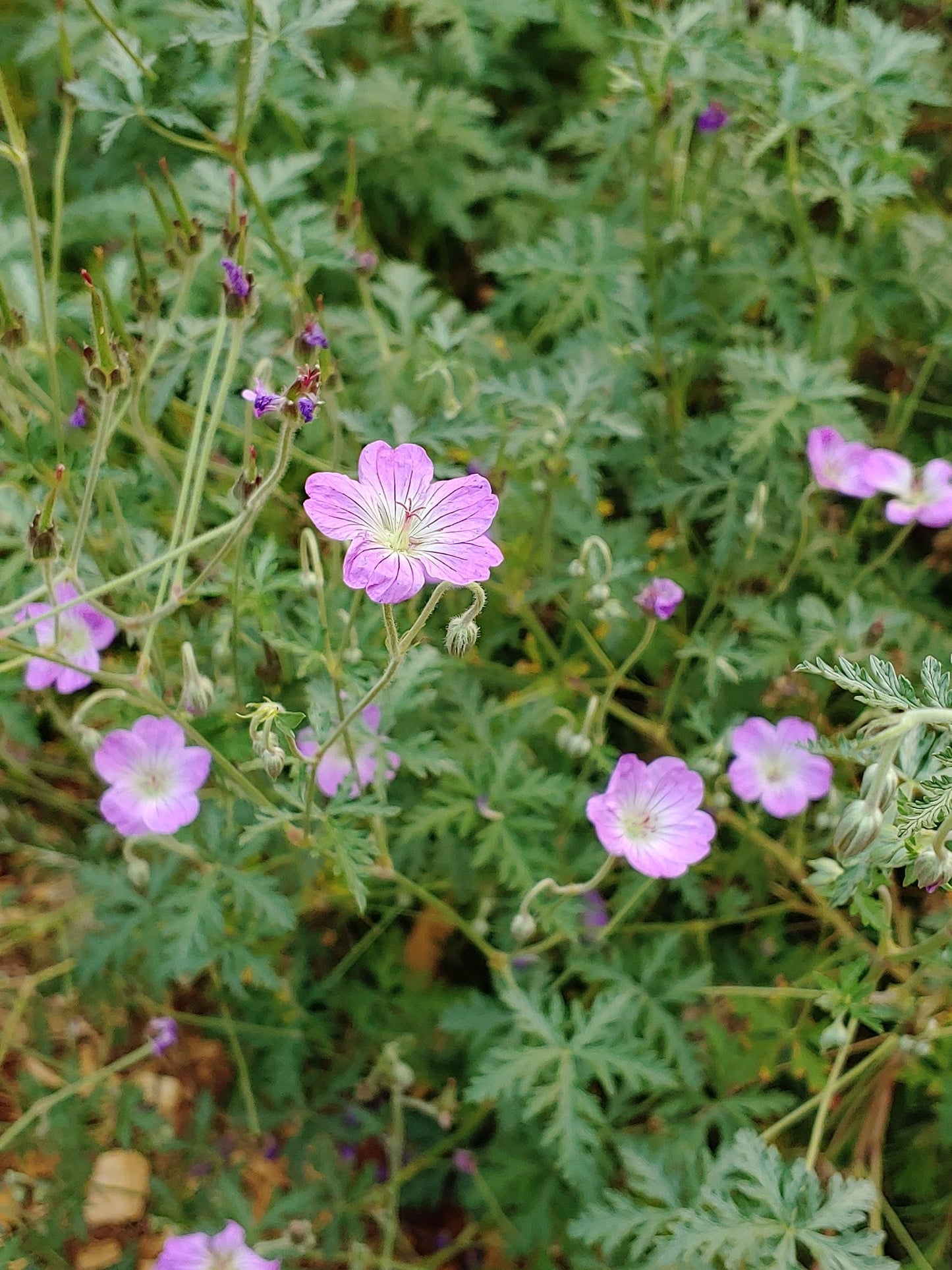 Geranium robustum