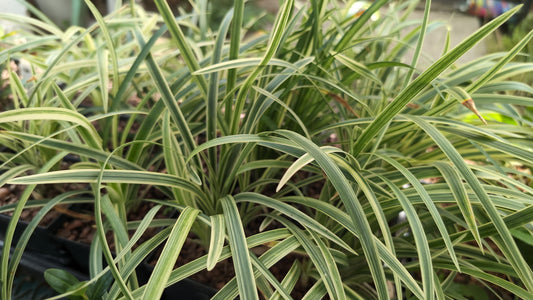 Ophiopogon jaburan 'Vittatus'