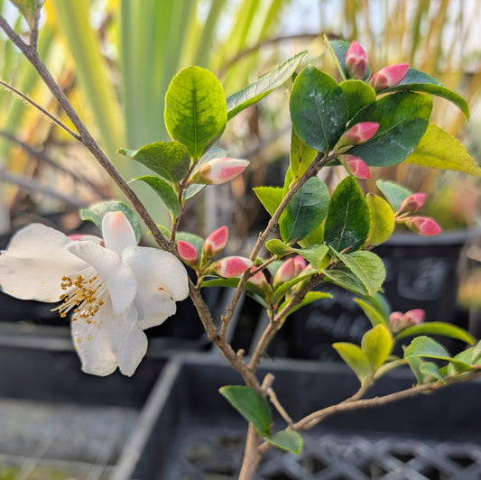 Camellia transarisanensis