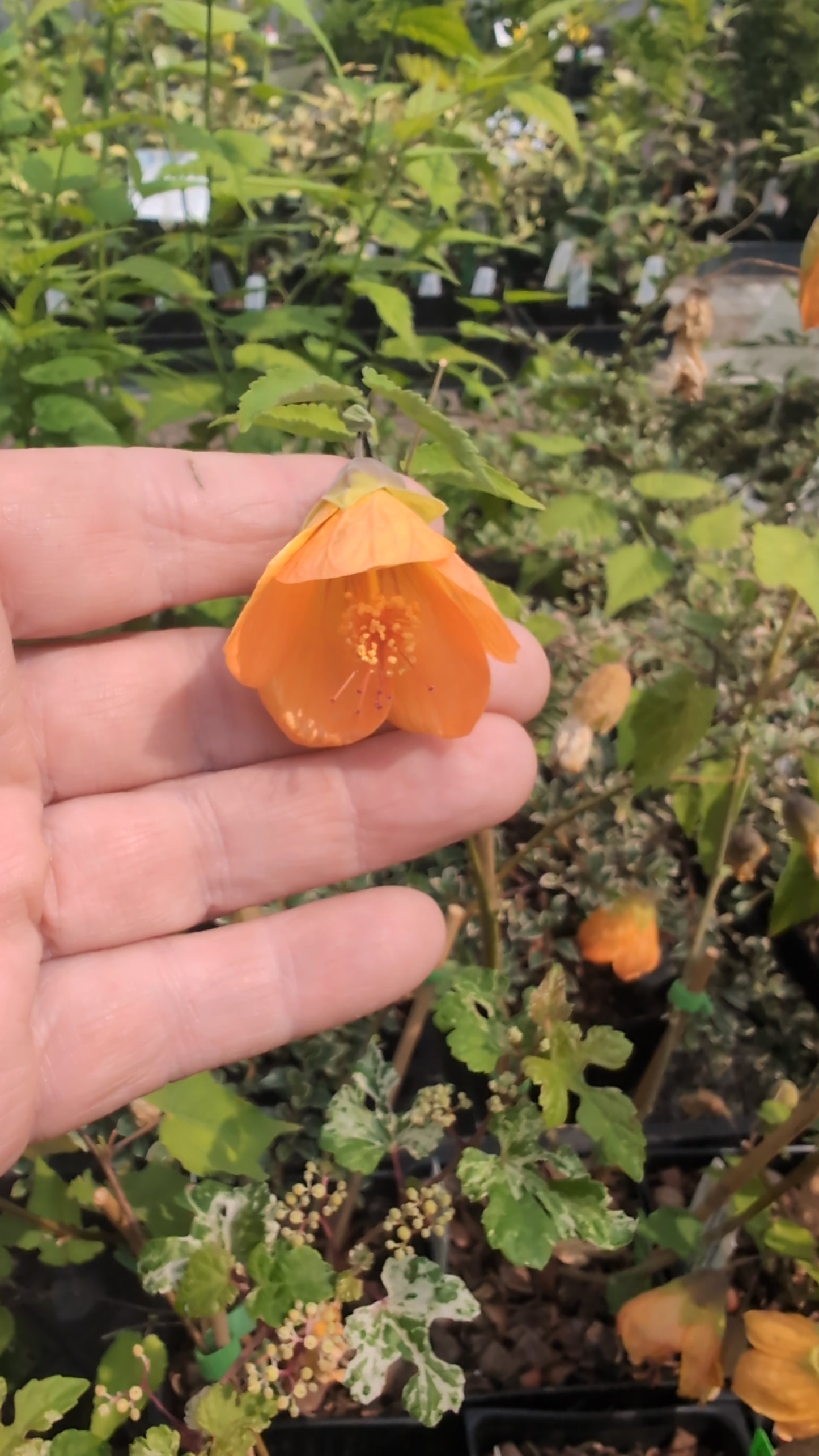 Abutilon ‘Bartley Schwarz’