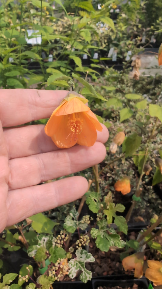Abutilon ‘Bartley Schwarz’