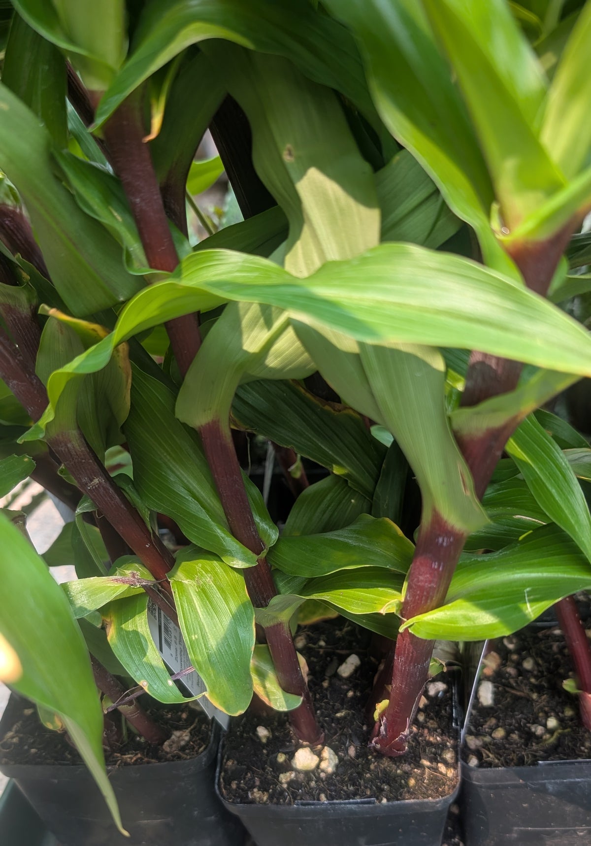 Roscoea purpurea 'Cinnamon Stick'
