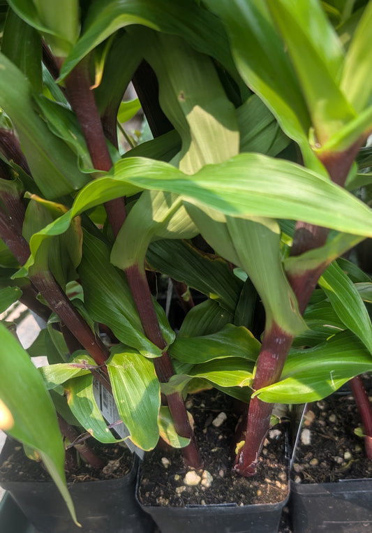 Roscoea purpurea 'Cinnamon Stick'
