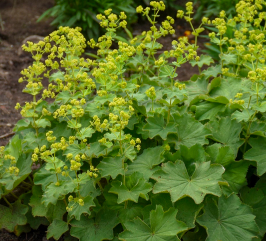 Alchemilla erythropoda