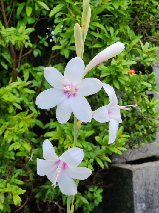 Watsonia pyramidata 'Snowbell' - avail for spring orders