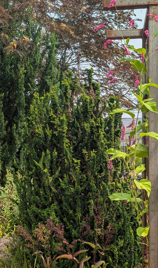 Chamaecyparis obtusa ‘Habari‘