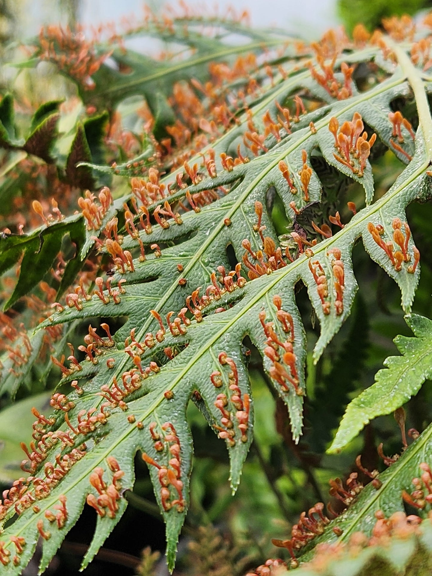 Woodwardia orientalis