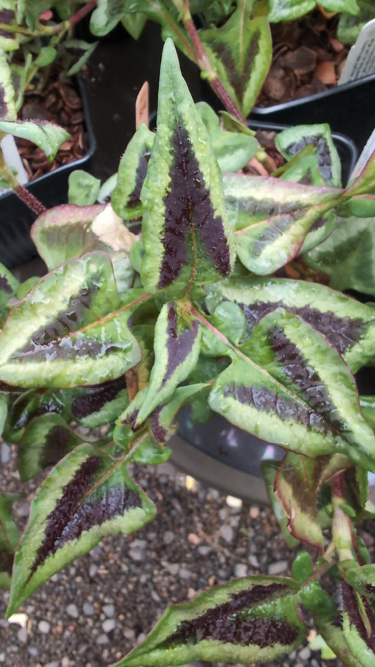 Persicaria runcinata ‘Purple Fantasy’
