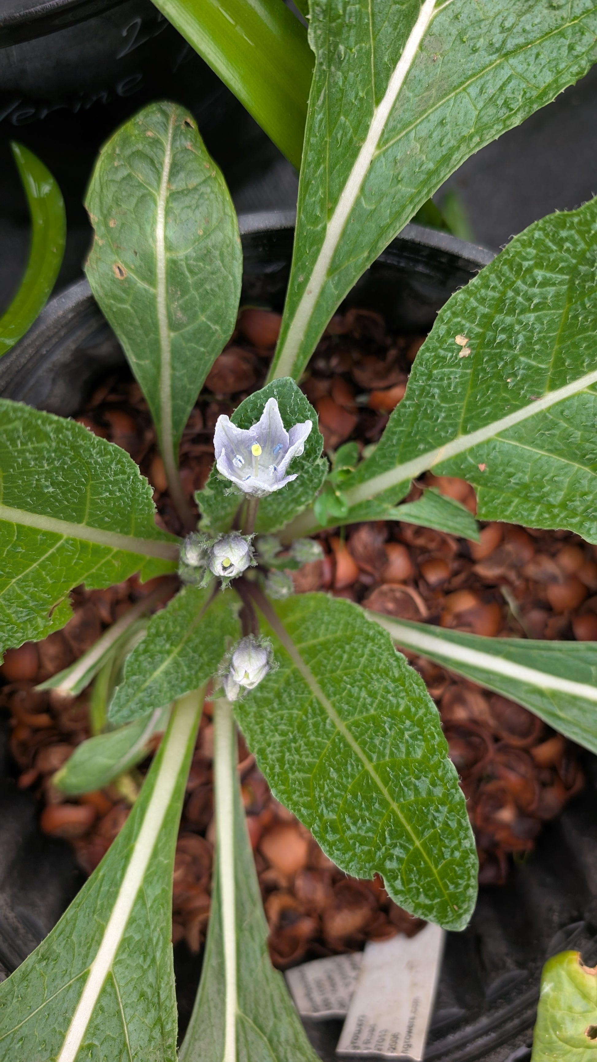 mandragora plant Mandragora autumnalis