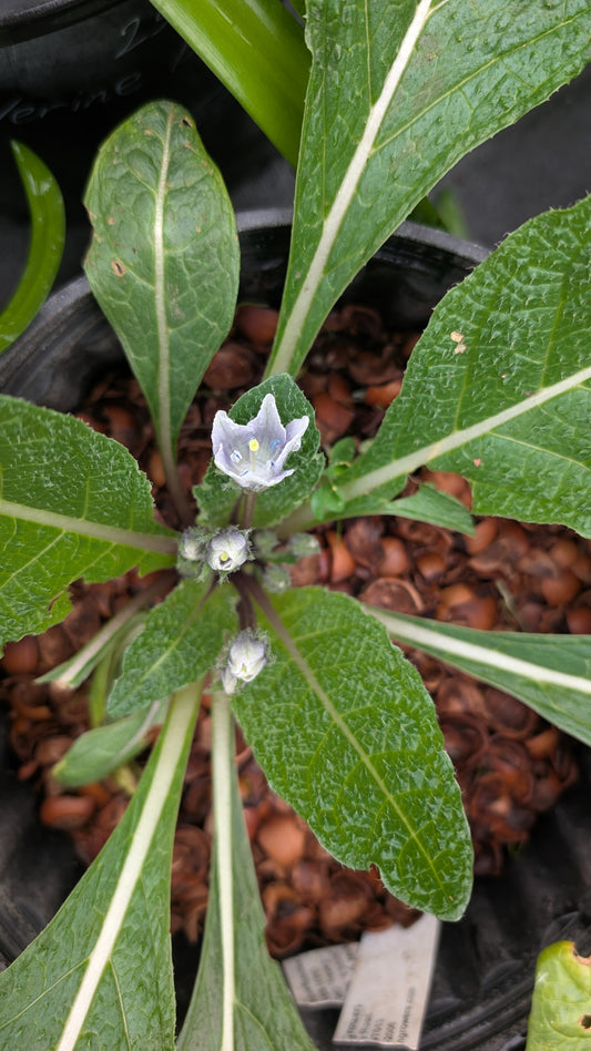 Mandragora autumnalis