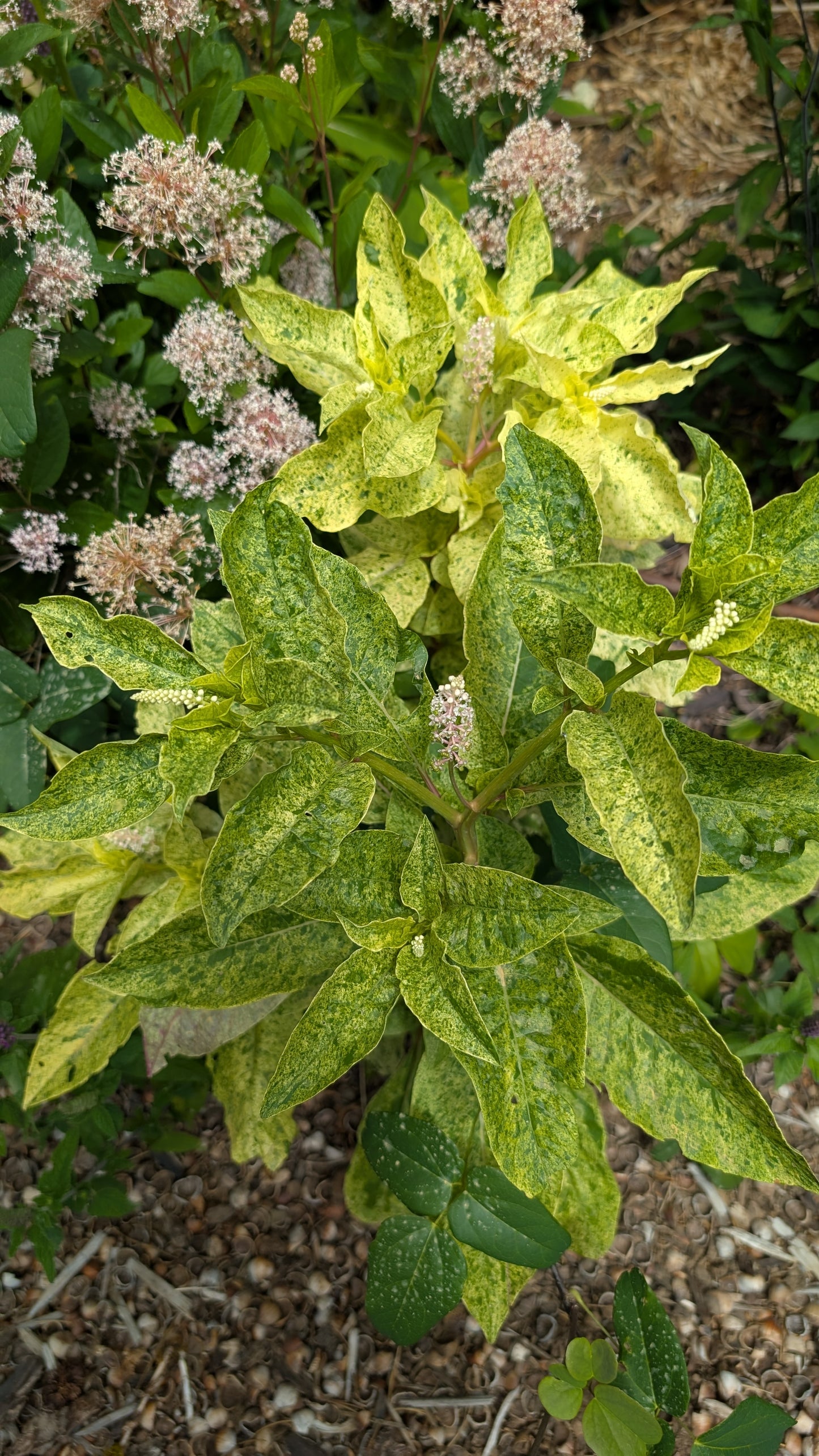 Phytolacca americana 'Silberstein'