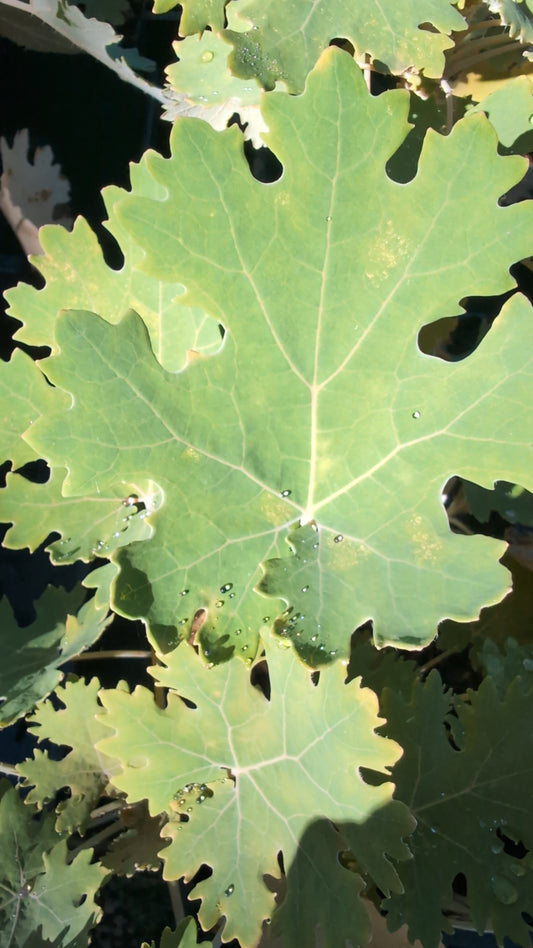 Macleaya cordata - avail for October (and later) orders
