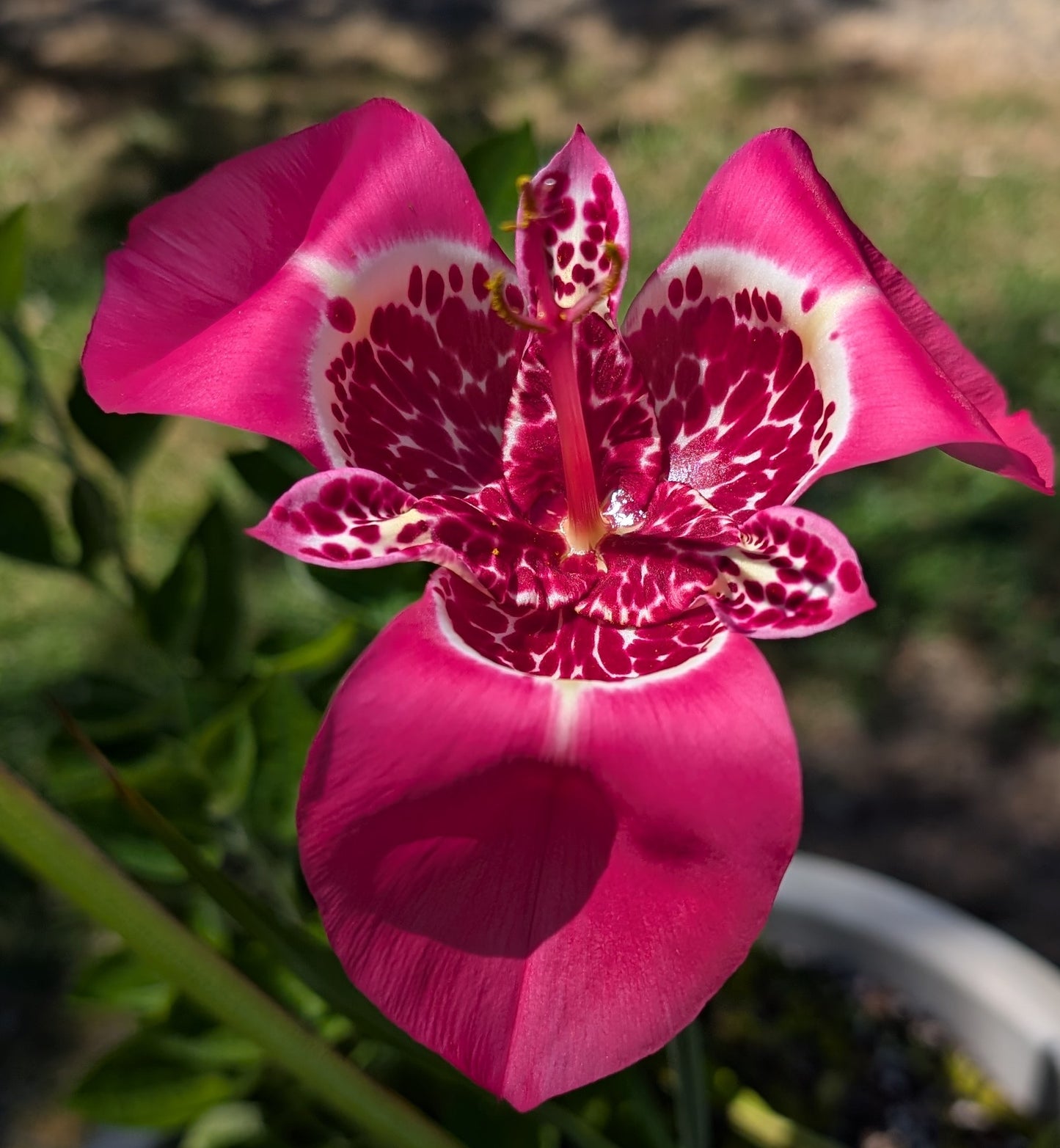 Tigridia pavonia