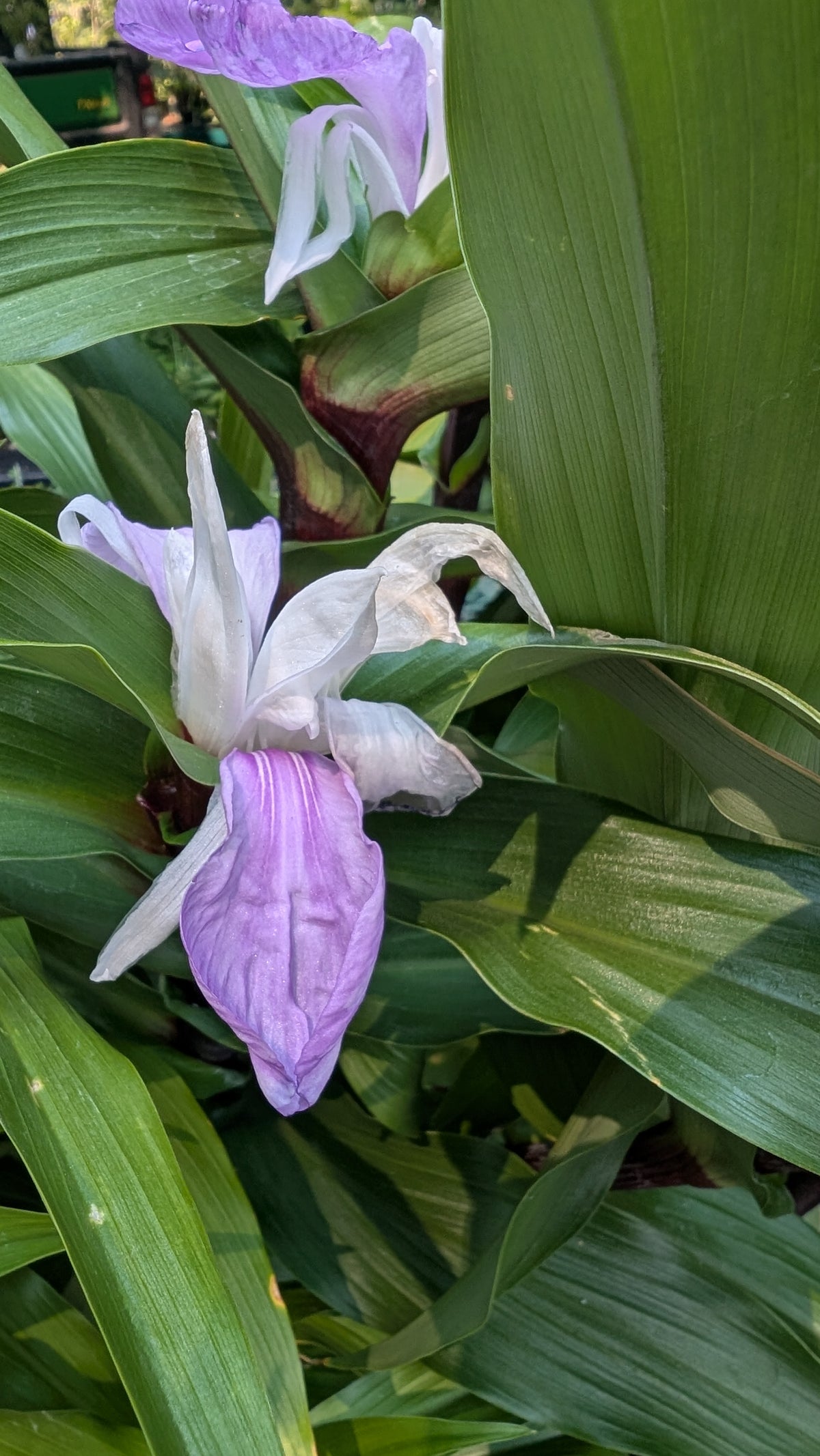 Roscoea purpurea 'Cinnamon Stick'