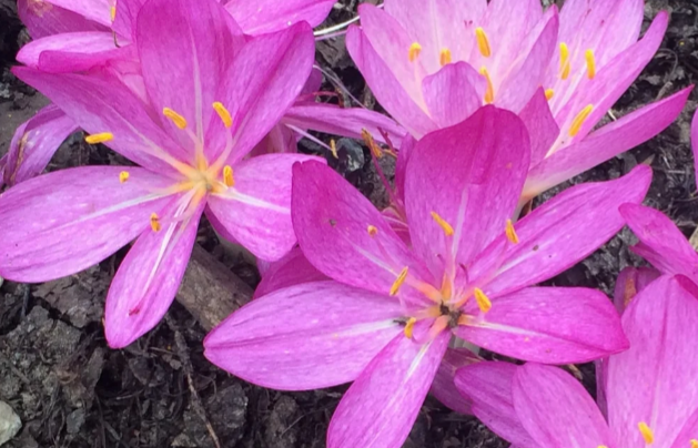 Colchicum cilicicum