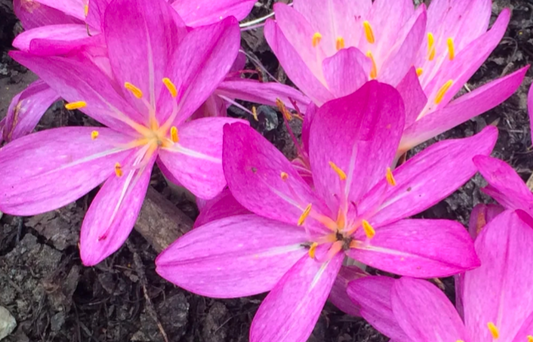Colchicum cilicicum