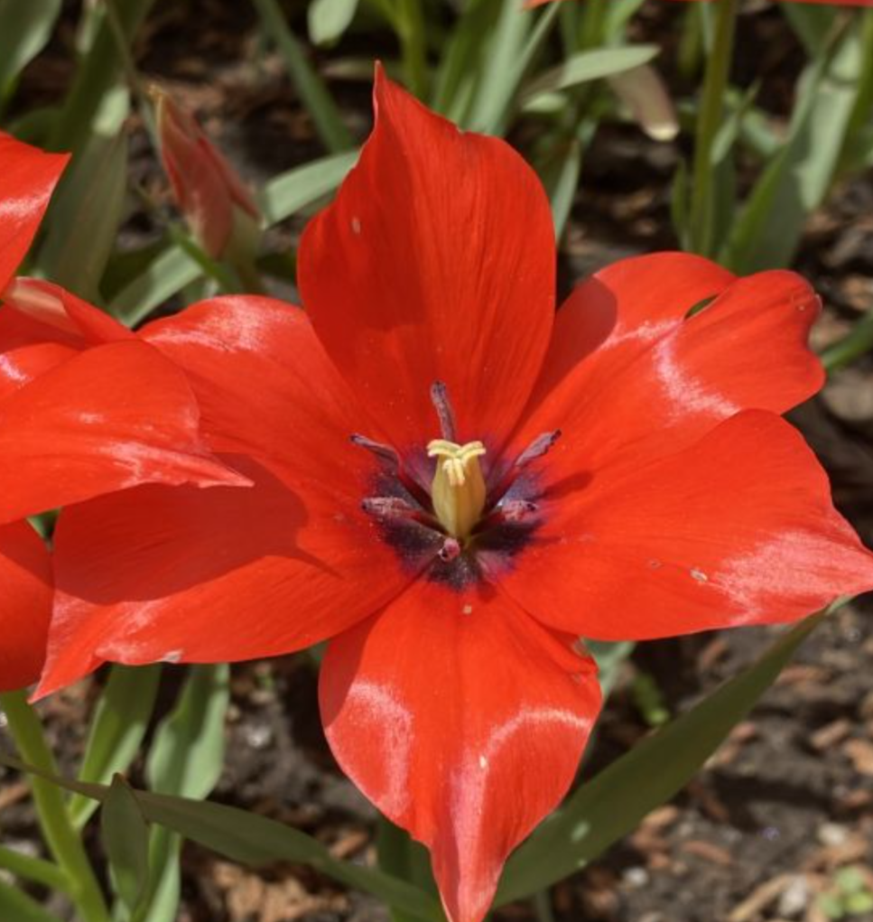 Tulipa linifolia