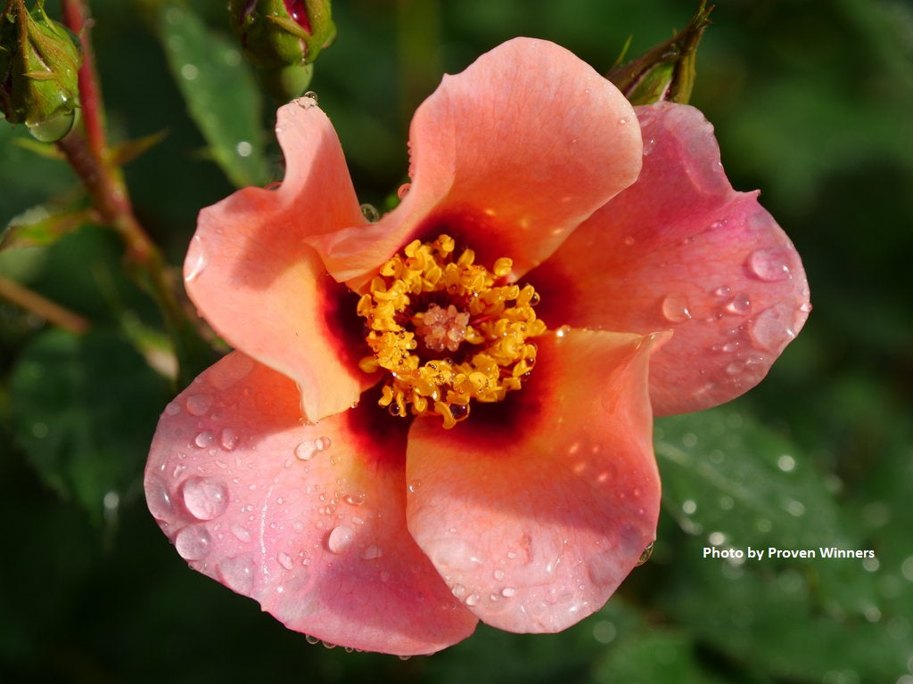 Rosa Ringo Native To Rose Ringo All-Star™ – Secret Garden Growers