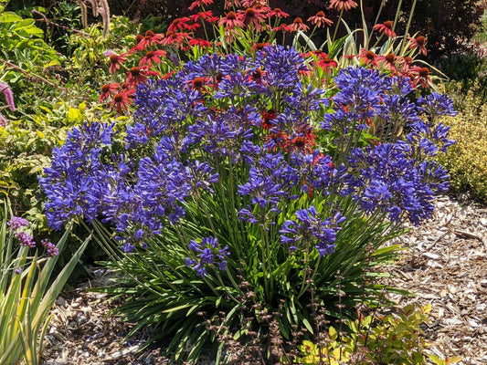 Agapanthus 'Brilliant Blue'