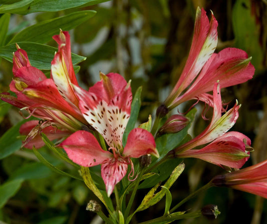 Alstroemeria 'Freedom'